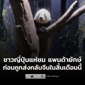 ชาวญี่ปุ่นแห่เข้าชม-แพนด้ายักษ์-2-ตัวสุดท้ายในประเทศ-ก่อนถูก-|-2026-01-26-03:43:00