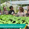 นักธุรกิจหันปลูกผักปลอดภัยข้างบ้าน-จังหวัดพังงาข่าวใต้แลได้ที่เร
