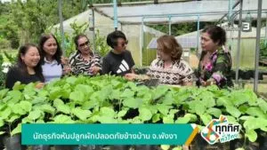 นักธุรกิจหันปลูกผักปลอดภัยข้างบ้าน-จังหวัดพังงาข่าวใต้แลได้ที่เร