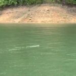 ððð¬ð¨-ðð©ð¤ð§ð®:-“เพียงพอน”-สัตว์ป่าหายาก-ว่ายน้ำสบาย-ๆ-ที่-ขสป.ค