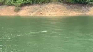 ððð¬ð¨-ðð©ð¤ð§ð®:-“เพียงพอน”-สัตว์ป่าหายาก-ว่ายน้ำสบาย-ๆ-ที่-ขสป.ค