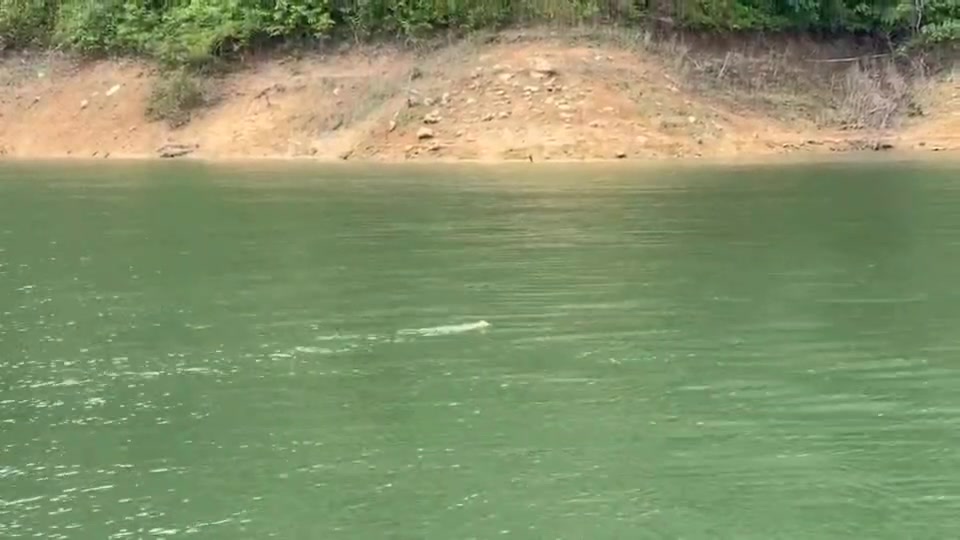 ððð¬ð¨-ðð©ð¤ð§ð®:-“เพียงพอน”-สัตว์ป่าหายาก-ว่ายน้ำสบาย-ๆ-ที่-ขสป.ค