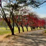 -ถนนสายดอกไม้-มวกเหล็ก-อุโมงค์ประดู่แดง-อสค.-ช่วงนี้ต้นประ