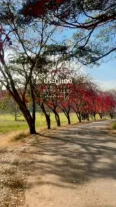 -ถนนสายดอกไม้-มวกเหล็ก-อุโมงค์ประดู่แดง-อสค.-ช่วงนี้ต้นประ