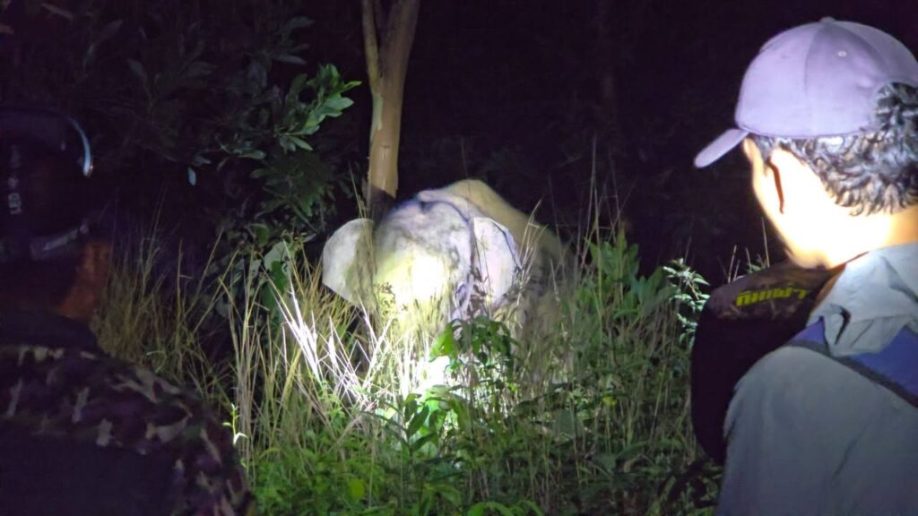 กรมอุทยานแห่งชาติ-ทดลองฉีดวัคซีนคุมกำเนิดช้างป่าครั้งแรกในไทย-มุ่งส