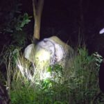 กรมอุทยานแห่งชาติ-ทดลองฉีดวัคซีนคุมกำเนิดช้างป่าครั้งแรกในไทย-มุ่งส