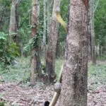 โอ่ยเนาะ-ตกใจเหมิด-เมิ่งตอนแรกนึกว่างู-(feed--wi