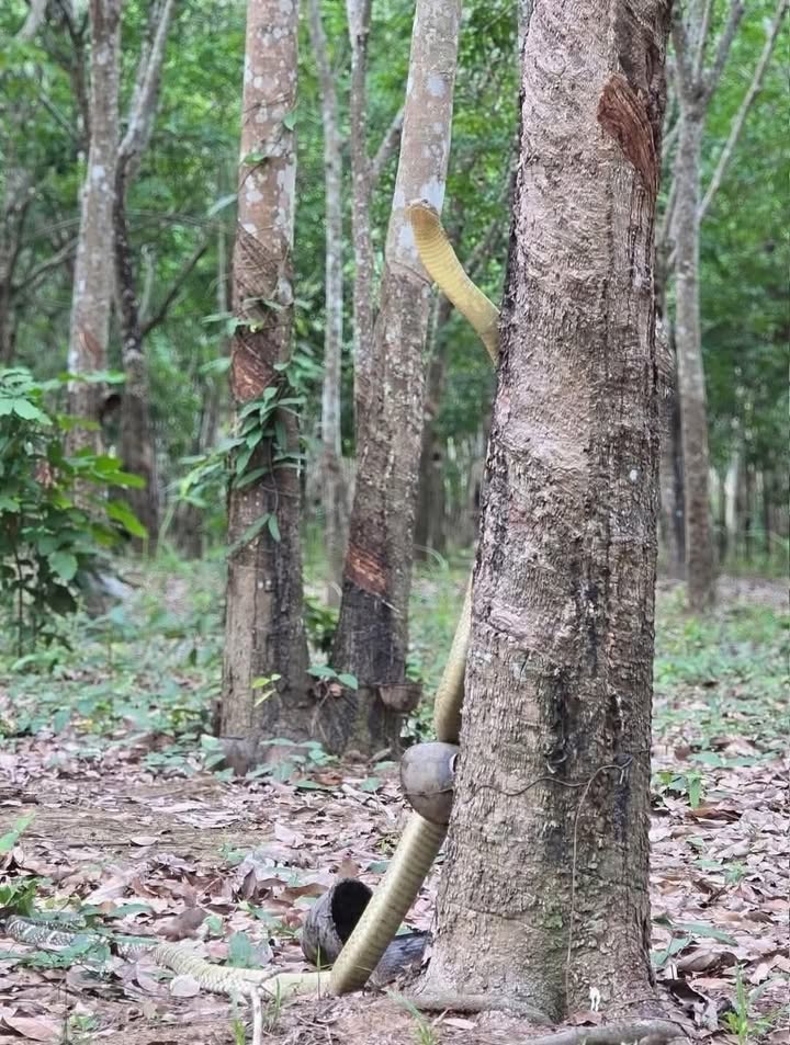 โอ่ยเนาะ-ตกใจเหมิด-เมิ่งตอนแรกนึกว่างู-(feed--wi