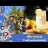 ด่วน เก็บเลม่อนทำเครื่องดื่มสุดสดชื่น | ตามอำเภอจาน HIGHLIGHT
