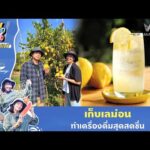 ด่วน เก็บเลม่อนทำเครื่องดื่มสุดสดชื่น | ตามอำเภอจาน HIGHLIGHT