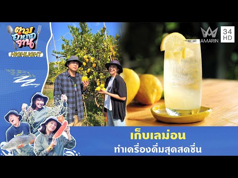 ด่วน เก็บเลม่อนทำเครื่องดื่มสุดสดชื่น | ตามอำเภอจาน HIGHLIGHT