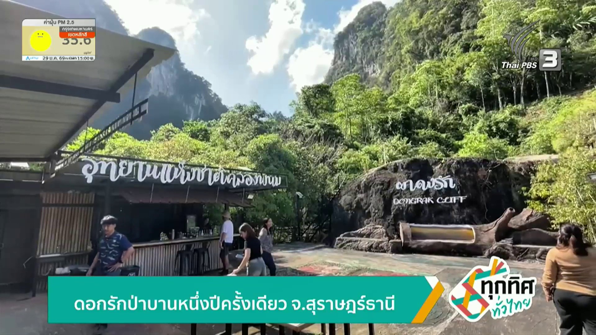 ดอกรักป่าบานหนึ่งปีครั้งเดียว-จ.สุราษฎร์ธานี-ข่าวใต้แลได้ที