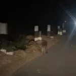 ððð¬ð¨-:-ตื่นตา-นักท่องเที่ยว-พบ-เสือลายเมฆ-หน้าด่านศาลเจ้าพ่อเขาใหญ