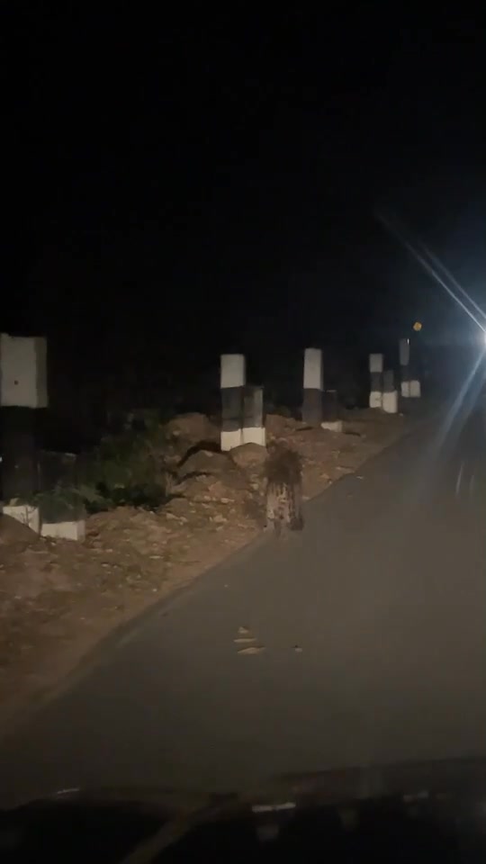 ððð¬ð¨-:-ตื่นตา-นักท่องเที่ยว-พบ-เสือลายเมฆ-หน้าด่านศาลเจ้าพ่อเขาใหญ