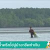 น้ำพริกไข่ปูม้าอาชีพทำเงิน-ข่าวใต้แลได้ที่เรา-ข่าวที่คุณวา