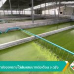 เลี้ยงไข่ผำส่งออกรายได้นับแสนบาทต่อเดือน-จ.ตรัง-ข่าวใต้แลได