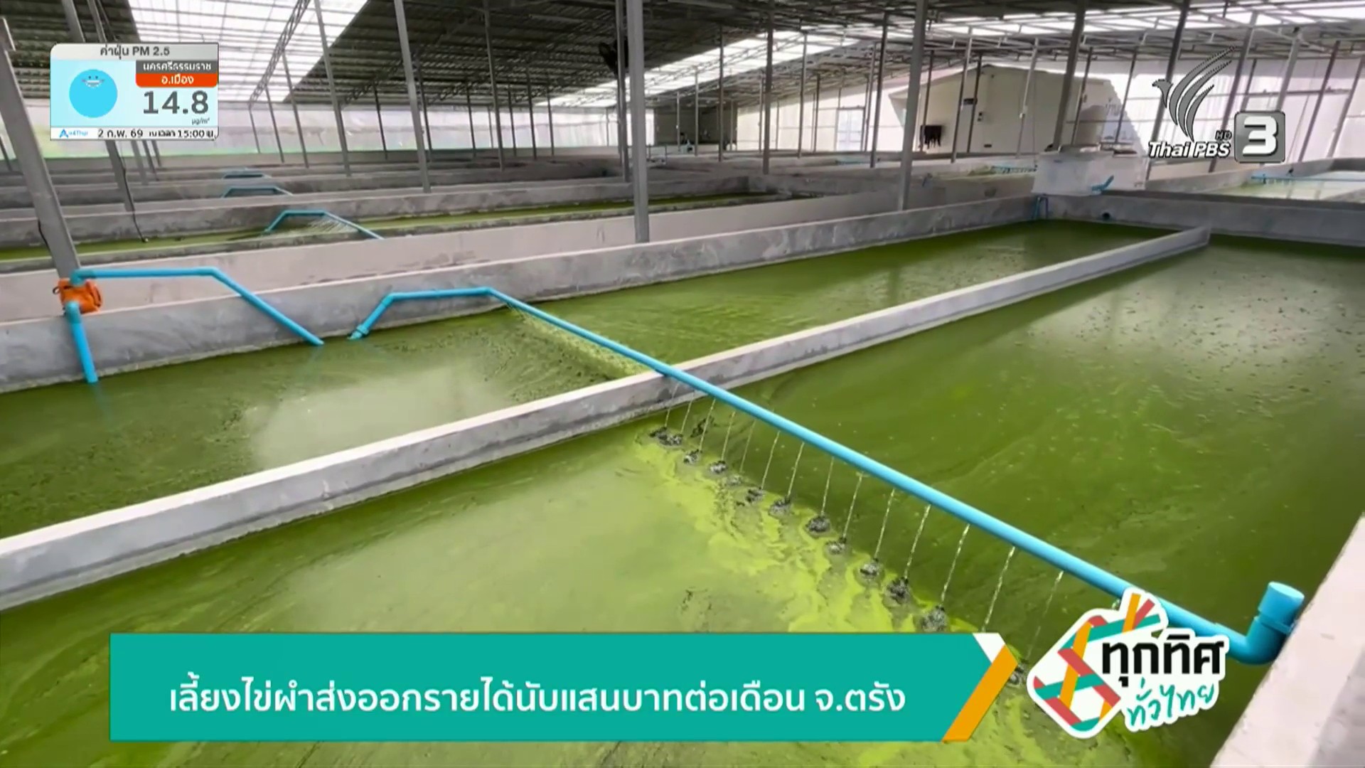 เลี้ยงไข่ผำส่งออกรายได้นับแสนบาทต่อเดือน-จ.ตรัง-ข่าวใต้แลได