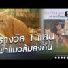 รางวัล 1 แสน พาแมวส้มส่งคืน | ข่าวนี้ต้องเล่า | สำนักข่าววันนิวส์
