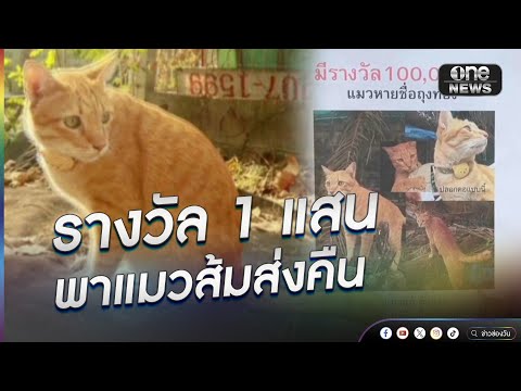 รางวัล 1 แสน พาแมวส้มส่งคืน | ข่าวนี้ต้องเล่า | สำนักข่าววันนิวส์