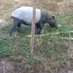 ðððð-:-ขสป.คลองแสง-เผยภาพความสำเร็จ-พบสัตว์ป่าสงวนปรากฏตัวห