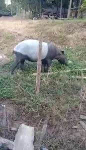 ðððð-:-ขสป.คลองแสง-เผยภาพความสำเร็จ-พบสัตว์ป่าสงวนปรากฏตัวห