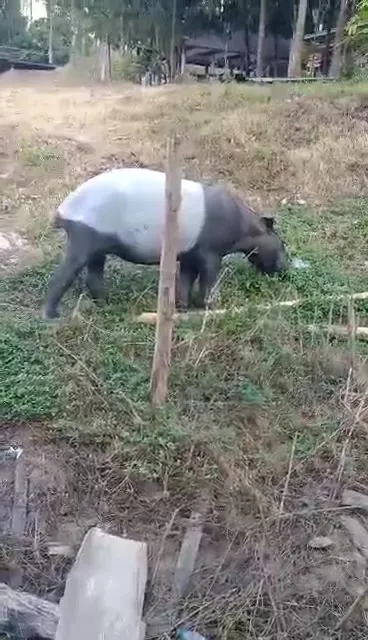 ðððð-:-ขสป.คลองแสง-เผยภาพความสำเร็จ-พบสัตว์ป่าสงวนปรากฏตัวห