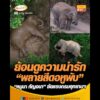 ย้อนดูความน่ารัก พลายสีดอหูพับ หนูนา กัญจนา ซัดแรงกรมอุทยานแห่งชาติ อัพเดทข่าว