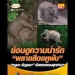 ย้อนดูความน่ารัก พลายสีดอหูพับ หนูนา กัญจนา ซัดแรงกรมอุทยานแห่งชาติ อัพเดทข่าว