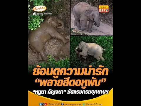 ย้อนดูความน่ารัก พลายสีดอหูพับ หนูนา กัญจนา ซัดแรงกรมอุทยานแห่งชาติ อัพเดทข่าว