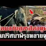 ด่วน ไขปริศนา “พลายสีดอหูพับ” ล้ม คนรักช้างฮือหลังพิรุธหลายจุด  | 04/02/69