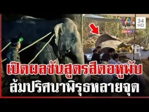 ด่วน ไขปริศนา “พลายสีดอหูพับ” ล้ม คนรักช้างฮือหลังพิรุธหลายจุด  | 04/02/69