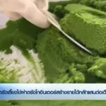 ตรังเลี้ยงไข่ผำตรังโกอินเตอร์สร้างรายได้หลักแสนต่อเดือน-ข่า