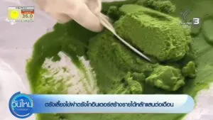 ตรังเลี้ยงไข่ผำตรังโกอินเตอร์สร้างรายได้หลักแสนต่อเดือน-ข่า