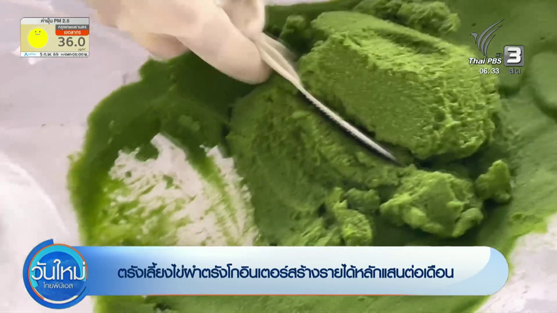 ตรังเลี้ยงไข่ผำตรังโกอินเตอร์สร้างรายได้หลักแสนต่อเดือน-ข่า