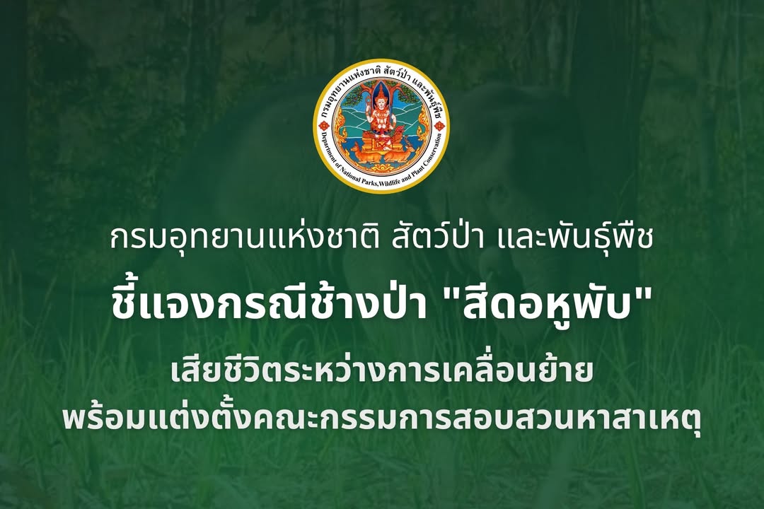 กรมอุทยานแห่งชาติ-ชี้แจงกรณีช้างป่า-“สีดอหูพับ”-เสียชีวิตระหว่างกา