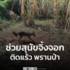 อช.ภูผาม่าน-ช่วย-“สุนัขจิ้งจอก”-ติดแร้วสลิง-พรานป่า-ก่อนปล่อ-|-2026-02-05-14:22:00