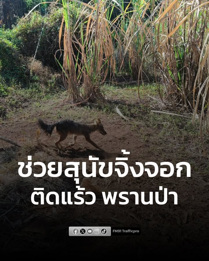 อช.ภูผาม่าน-ช่วย-“สุนัขจิ้งจอก”-ติดแร้วสลิง-พรานป่า-ก่อนปล่อ-|-2026-02-05-14:22:00