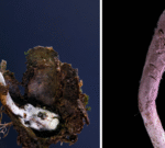 “เชื้อราซอมบี้”-เชื้อราสายพันธุ์ใหม่ที่ค้นพบในบราซิล-เรารู้อะไรเกี่ยวกับมันบ้าง-?