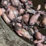 กุ้งทะเลสับทอดกระเทียมพริกไทยไข่ดาว-หอยลายกับกั้งพริกผัดพร-|-2026-02-07-11:30:00