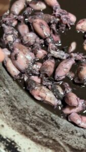 กุ้งทะเลสับทอดกระเทียมพริกไทยไข่ดาว-หอยลายกับกั้งพริกผัดพร-|-2026-02-07-11:30:00