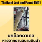 ตามหานกค็อกคาเทล-หายจากย่านสนามบินน้ำ-ฝากสังเกต-นกค็อกคาเทล-|-2026-02-07-13:52:00