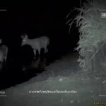 “กล้องหนึ่งตัว-คือหูตาที่เฝ้าดูผืนป่า”-พวกเขาอาจไม่เคยปราก