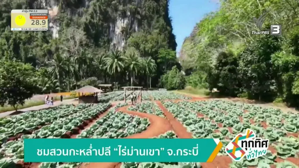 ชมสวนกะหล่ำปลี-“ไร่ม่านเขา”-จ.กระบี่-ข่าวใต้แลได้ที่เรา-#th