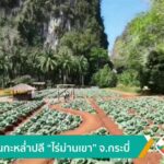ชมสวนกะหล่ำปลี-“ไร่ม่านเขา”-จ.กระบี่-ข่าวใต้แลได้ที่เรา-#th