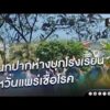 นกปากห่างบุกโรงเรียน กังวลแพร่เชื้อโรค | ข่าวนี้ต้องเล่า | สำนักข่าววันนิวส์