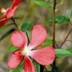 “ทองพันดุล”-ดอกไม้ป่าสีชมพูที่ซ่อนเร้นความงาม-เมื่อเดินเข้าไ