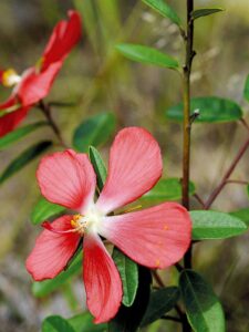 “ทองพันดุล”-ดอกไม้ป่าสีชมพูที่ซ่อนเร้นความงาม-เมื่อเดินเข้าไ