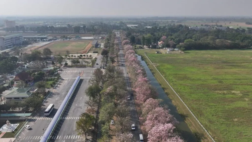 มหาวิทยาลัยเกษตรศาสตร์วิทยาเขตกำแพงแสน-เผยพบดอกชมพูพันธุ์ทิพ-|-2026-02-13-00:29:00