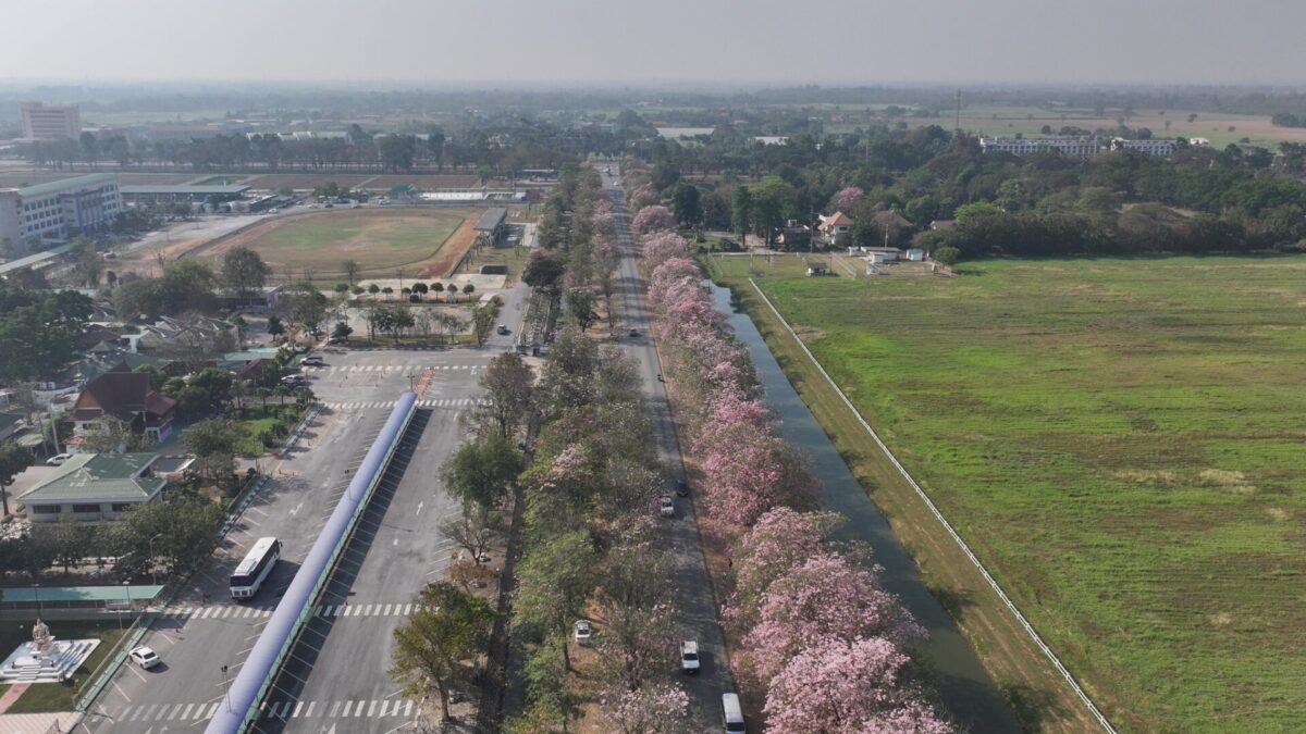 มหาวิทยาลัยเกษตรศาสตร์วิทยาเขตกำแพงแสน-เผยพบดอกชมพูพันธุ์ทิพ-|-2026-02-13-00:29:00