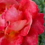 สวัสดีวันอาทิตย์-️️️-ทิ้งคิดใจเป็นอิสระ-พระพุทธองค์ตรัส-|-2026-02-15-01:15:00